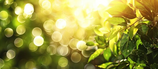 Poster - Bright summer sunlight illuminates an abstract blurred foliage bokeh background with copy space image.