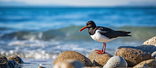 Aufkleber - An Oystercatcher, scientifically known as Haematopus ostralegus, standing on the shore with a beautiful view of the ocean in the background, ideal for a copy space image.
