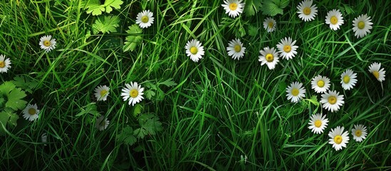 Poster - Daisies blooming in the lush green grass with an inviting copy space image for text or graphics.