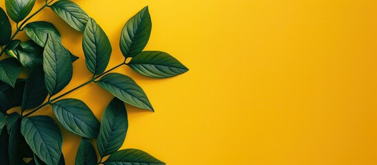 Poster - A green leafy plant positioned on a vibrant yellow backdrop in the lower left corner with open space for text or graphics on the right side in the image.