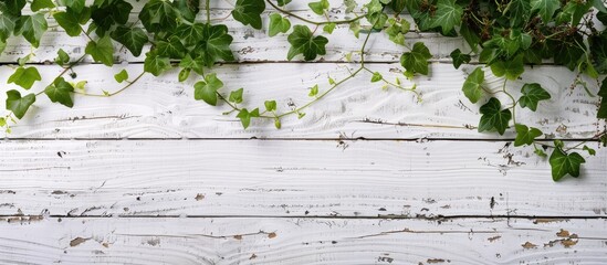 Wall Mural - A white wooden background decorated with vine leaves provides a pleasing copy space image.