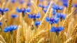 © BrilliantPixels - Cornflower blossoms in a rye setting, making a lovely natural background. Keyword nature flowers field rye banner