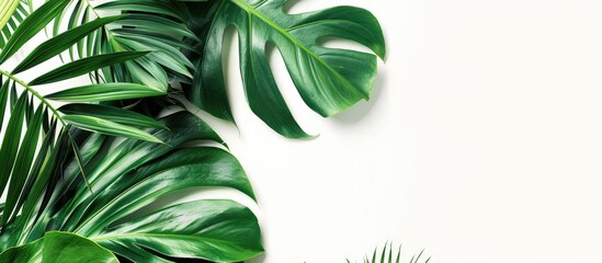 Leinwandbilder - An aerial perspective of tropical palm leaves and a Monstera plant on a white backdrop, showcasing a designated area for additional content like text or images.