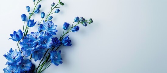 Aufkleber - Delphinium on a white backdrop with ample copy space image.