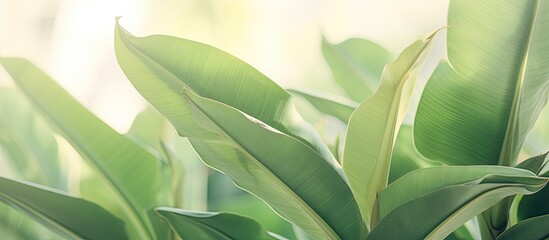 Aufkleber - Soft pastel-toned green banana leaves in a natural setting with an open space for incorporating an image.