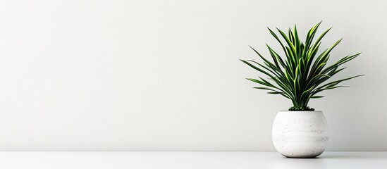 Aufkleber - A houseplant in a pot is highlighted on a white backdrop with empty space around it for inclusion of images or text.