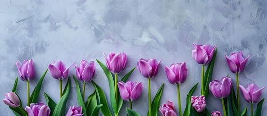 Canvas Print - Vibrant purple tulips against a grey backdrop in a flatlay arrangement with empty space for text or images.