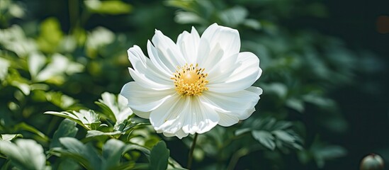 Poster - A white flower in a garden with ample copy space image for a close-up shot.