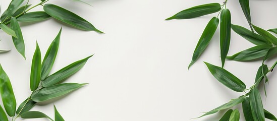 Leinwandbilder - Bamboo leaves on a white backdrop with copy space image.