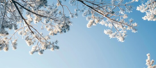 Sticker - Snow-covered tree branches against a clear blue sky with a view of the forest treetops, creating a serene and picturesque copy space image.