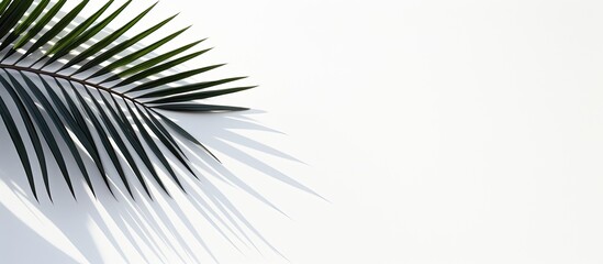 Poster - A minimalist composition portraying a monochromatic palm leaf shadow against a white surface. Background with clear space for additional content.