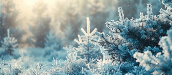 Aufkleber - Scenic winter landscape with evergreen trees covered in frost, displaying an elegant tranquility. An enchanting backdrop with a copy space image.