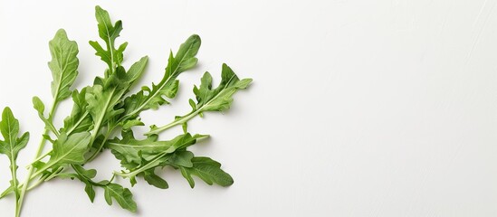 Poster - Fresh, crunchy Mizuna on a white background with copy space image.