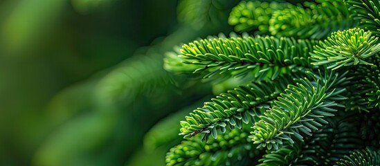 Poster - Close-up of araucaria leaves with copy space for text or images in the background.