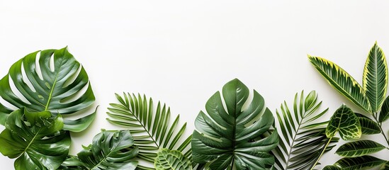 Leinwandbilder - Tropical leaves of different species displayed on a white backdrop, showing the cutting path for easy editing with copy space image.