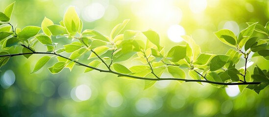 Aufkleber - Bright summer sunlight creates an abstract blurred foliage bokeh background, ideal for a copy space image.