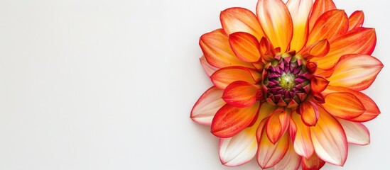 Sticker - A vibrant spring flower showcased with a white background, perfect for a copy space image.