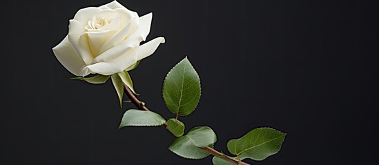 Sticker - White miniature rose against a blank background, providing ample copy space image for text or design elements.