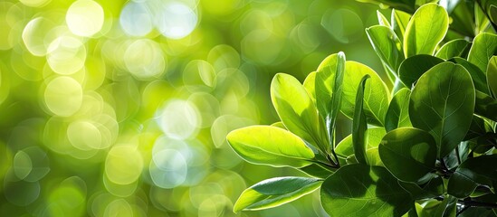 Poster - Close-up view of bright green leaves on a magnolia kobus tree set against a blurred green backdrop, with selective focus. Ideal for nature-themed designs as a copy space image.