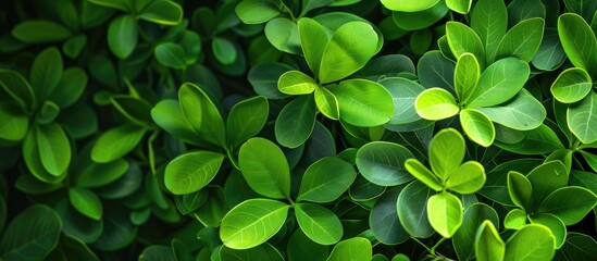 Poster - Background featuring green leaves of Bauhinia aureifolia with copy space image.