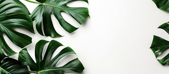 Aufkleber - Monstera leaves against a white backdrop provide ample space for text in a flat lay image.