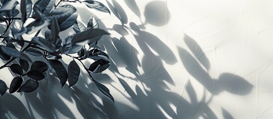 Poster - Plant branches casting shadows on a bright background, providing copy space image.