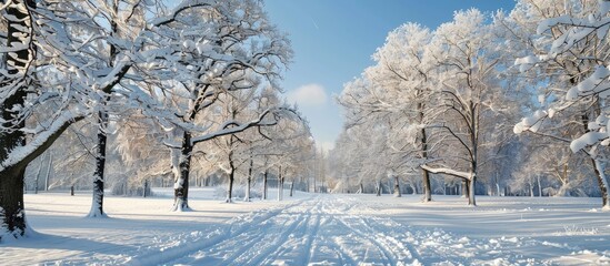 Fototapete - Clear winter day in the park with snow-covered trees, ideal for a copy space image.