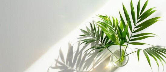 Aufkleber - An aerial perspective of palm leaves arranged in a glass on a white background with copy space image available.
