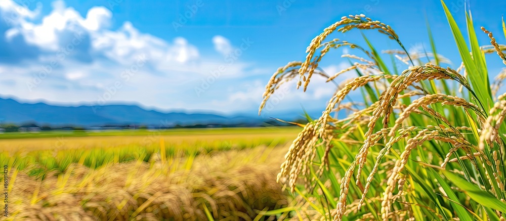 Backdrop Rice Copy space image of Japanese rice fields pre-harvest with a backdrop of ...