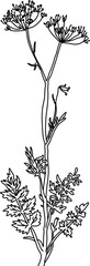 Wall Mural - herb in vector, line art plant Burnet - saxifrage