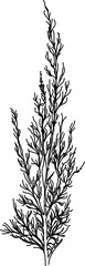 Wall Mural - herb in vector, line art plant southernwood