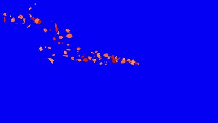 Wall Mural - Colorful Autumn Leaves - Windy Flying Spurt - 3 - Blue Screen - Realistic 3D Transition animation with alpha channel on chroma key background