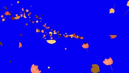 Wall Mural - Colorful Autumn Leaves - Windy Flying Spurt - 2 - Blue Screen - Realistic 3D Transition animation with alpha channel on chroma key background