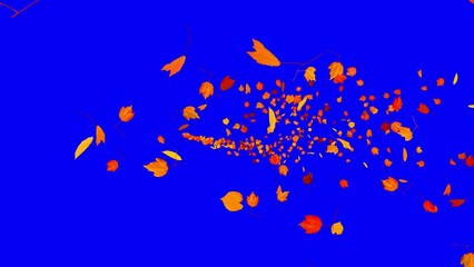 Wall Mural - Colorful Autumn Leaves - Windy Flying Spurt - 8 - Blue Screen - Realistic 3D Transition animation with alpha channel on chroma key background