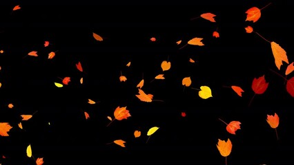 Wall Mural - Colorful Autumn Leaves - Windy Flying Spurt - 6 - Alpha Channel - Realistic 3D Transition animation with alpha channel on transparent background