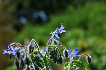 Canvas Print - Borago officinalis (common borage, beebread)