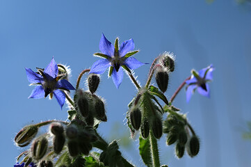 Canvas Print - Borago officinalis (common borage, beebread)