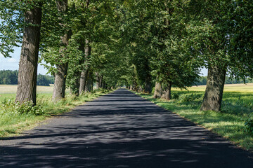 Wall Mural - A serene road flanked by trees, ideal for peaceful countryside drives and tranquil walks in nature