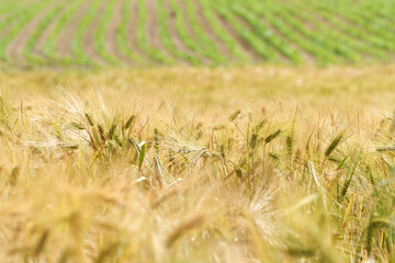 Wall Mural - Golden wheat field set against lush green farmlands in a picturesque rural landscape