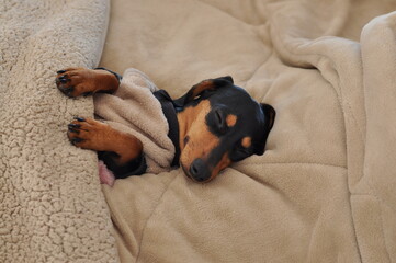 Canvas Print - cachorro duchshund fofo descansando em casa 