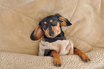 Wall Mural - cachorro duchshund fofo descansando em casa 