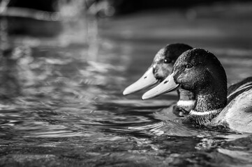 Two mallards swim in the waters of the Po river