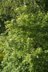 Wall Mural - Blooming rowan tree.