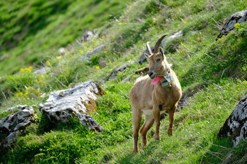 goat on the meadow