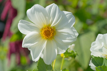 White Flower