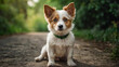 © Hesho - Cute dog with green eyes portrait. cute dog staring with green eyes.3