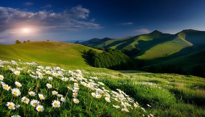 Wall Mural - beautiful spring and summer natural landscape with blooming field of daisies in the grass in the hilly countryside