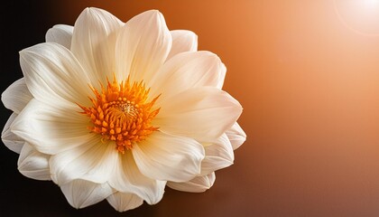 Wall Mural - white flower isolated on black