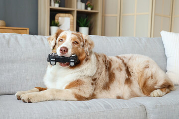 Wall Mural - Adorable Australian Shepherd dog with game pad lying on sofa at home