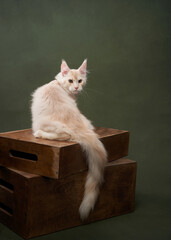 Wall Mural -  A cream colored Maine Coon cat sits regally on stacked wooden crates, looking back with its lush tail and tufted ears highlighted against a subdued green background